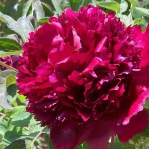 Hei Zhu Pan Rockii Tree Peony