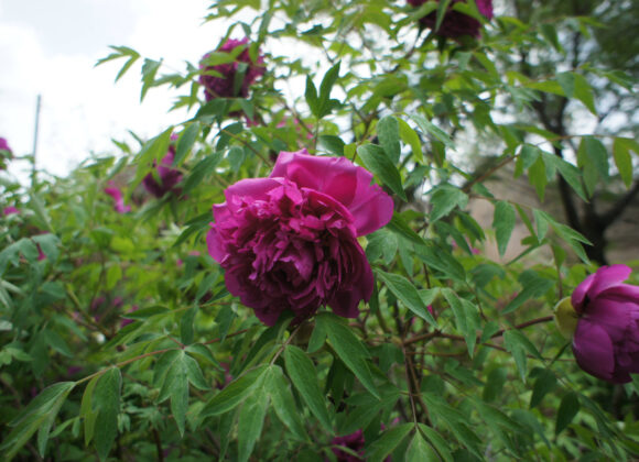 Spring Care Guide for Tree Peony (Paeonia rockii): Ensuring Vigorous Growth and Spectacular Blooms Spring Care Guide for Tree Peony (Paeonia rockii): Ensuring Vigorous Growth and Spectacular Blooms