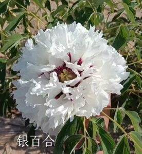 Ying Bai He