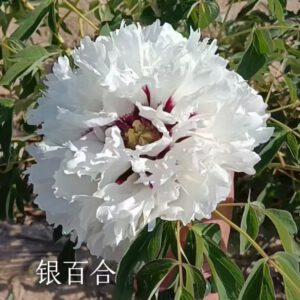 Ying Bai He Rockii Tree Peony
