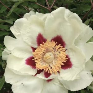 Huang He Rockii Tree Peony