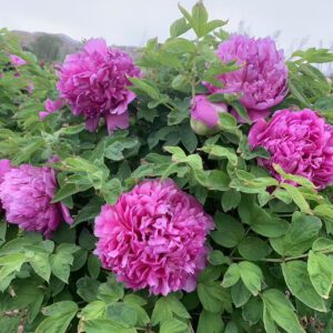 Hong Lou Jing Meng Rockii Tree Peony