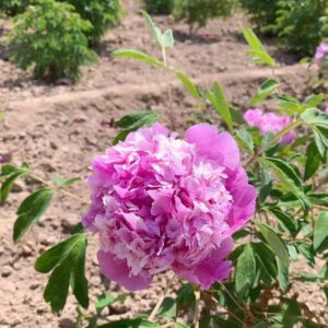 Lan Tian Piao Yun Rockii Tree Peony