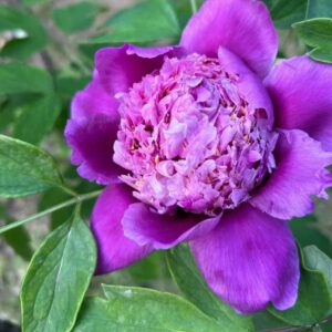 Lan Zhen Zhu Rockii Tree Peony