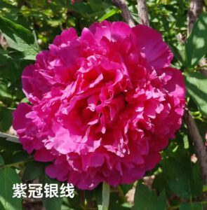 Zi Guan Ying Xian