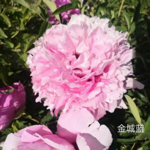Jin Cheng Lan Rockii Tree Peony
