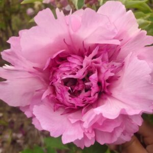 Tai Ping Sheng Shi Rockii Tree Peony