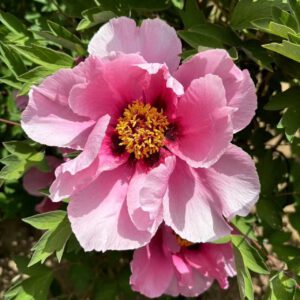 Jiao Yan Rockii Tree Peony