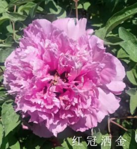 Hong Guan Sa Jin