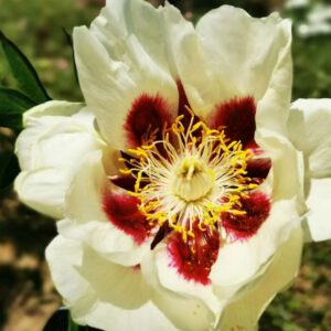 Huang He Rockii Tree Peony