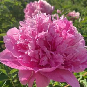 Hong Guan Yu Dai Rockii Tree Peony
