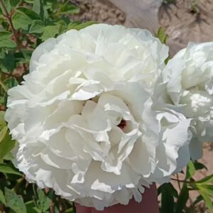 Bai Yu Shan Rockii Tree Peony