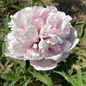 Fen Xiu Qiu Rockii Tree Peony