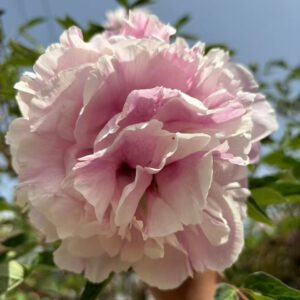 Lan Yun Qian Li Rockii Tree Peony
