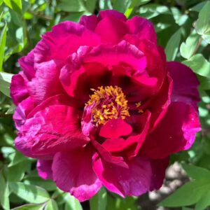 Gu Cheng Xiang Hui Rockii Tree Peony