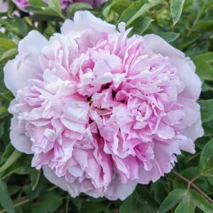 Fen Guan Yu Zhu Rockii Tree Peony