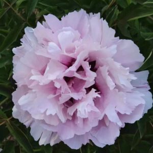 Jin Guo Bao Yu Rockii Tree Peony