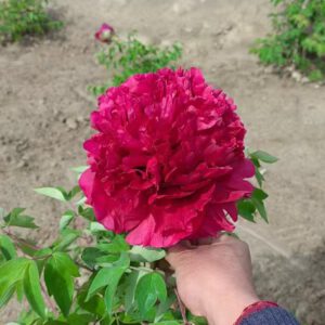 Xiang Lu Zi Yan Rockii Tree Peony