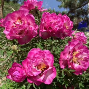 Bao Lian Deng Rockii Tree Peony