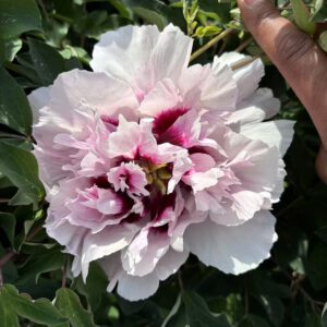 Ping Fen Qiu Se Rockii Tree Peony