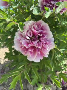 Fen Huo Tai Paeonia rockii