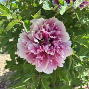 Fen Huo Tai Paeonia rockii