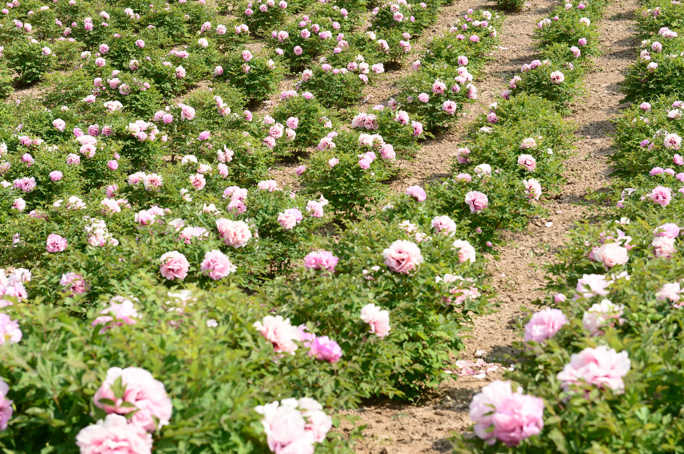 Gansu paeonia rockii nursery