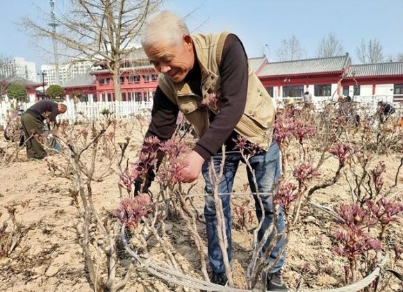 Importance of treepeony(paeoniarockii) Bud Removal in Spring Importance of treepeony(paeoniarockii) Bud Removal in Spring