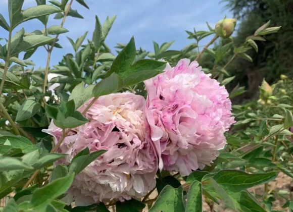 Key points for scientific fertilization of Paeonia rockii Key points for scientific fertilization of Paeonia rockii