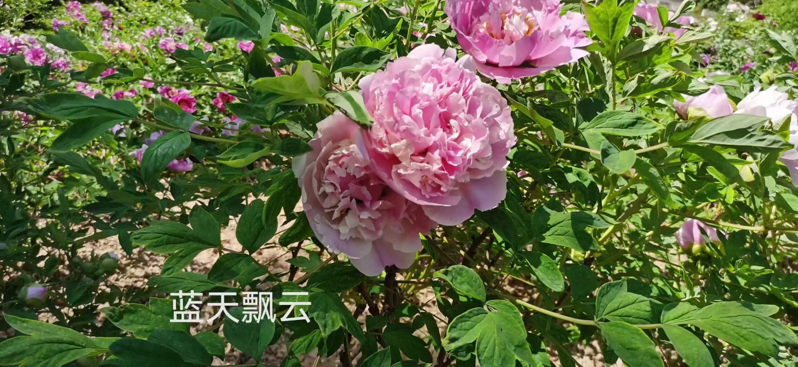 Lan Tian Piao Yun