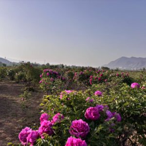 why the paeoniarockii grafted seedlings cut off the remaining flowers after flowering