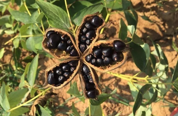 paeonia rockii seeds
