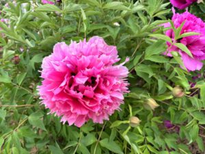Hong Guan Jin Hua Rockii Tree Peony