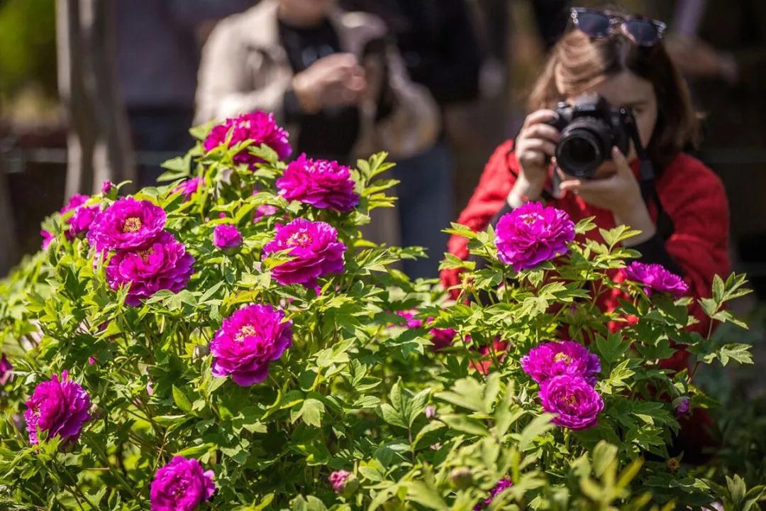 paeonia rockii