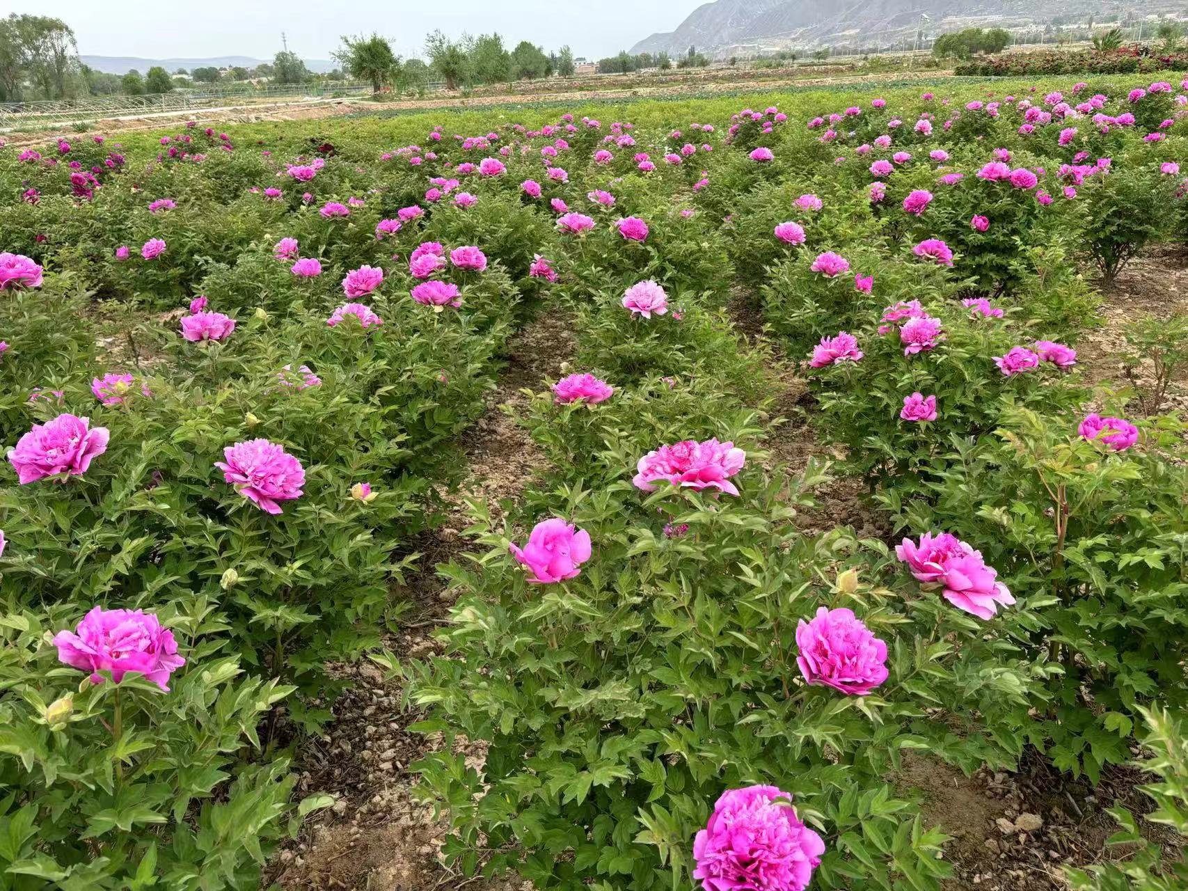 rockii peony