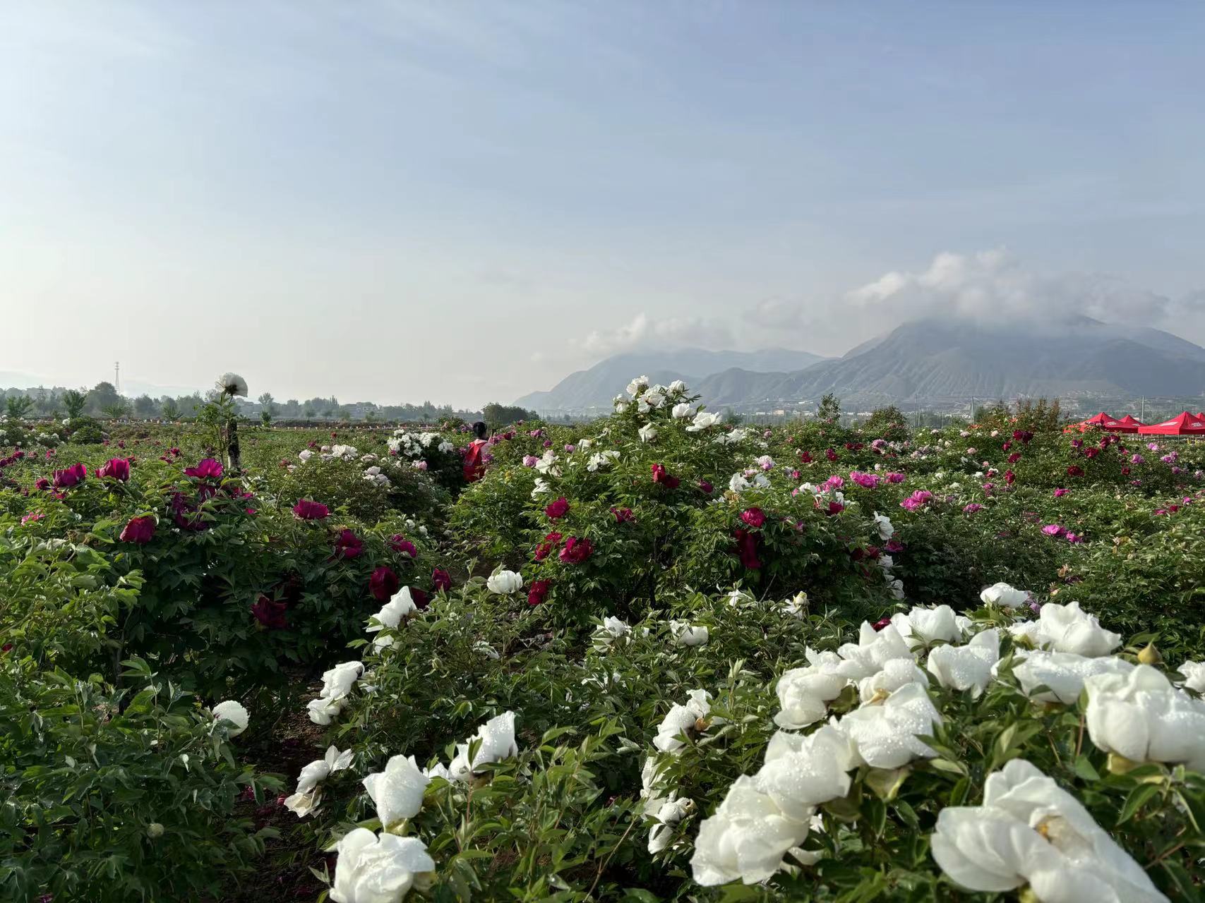 tree peony for sale