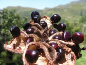 Paeonia Rockii Seeds Tree Peony
