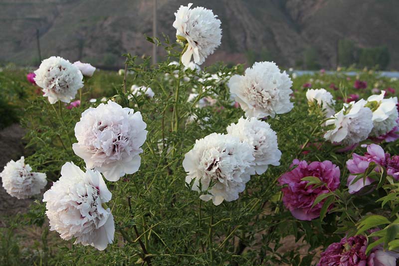 Well-draining garden soil ideal for tree peony planting