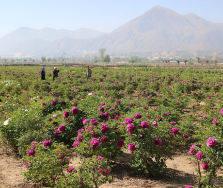 paeonia rockii plants for sale