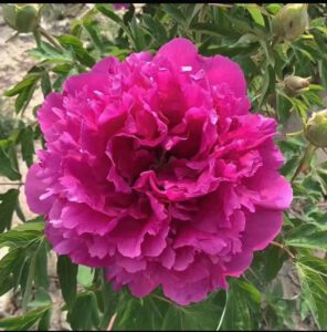 Hong Guan Qun Fang Rockii Tree Peony