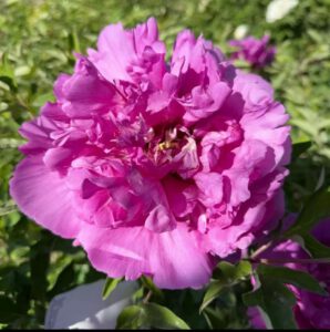 Hong Guan Ying Xian Rockii tree peony