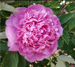 hong guan yu zhu rockii tree peony