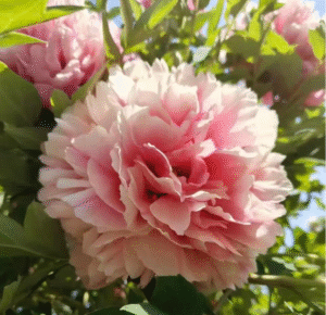 Tao Hong Xiu Qiu Rockii Tree Peony