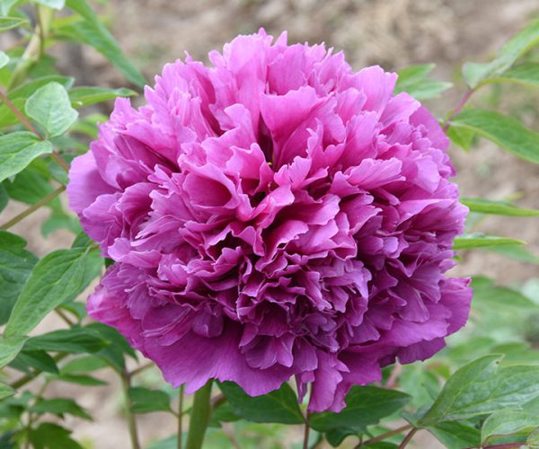 Healthy rockii tree peony seedlings