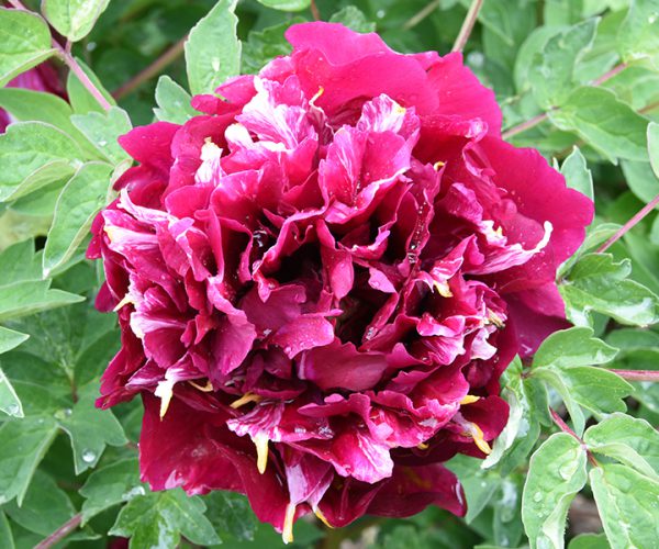 purple paeonia rockii roots