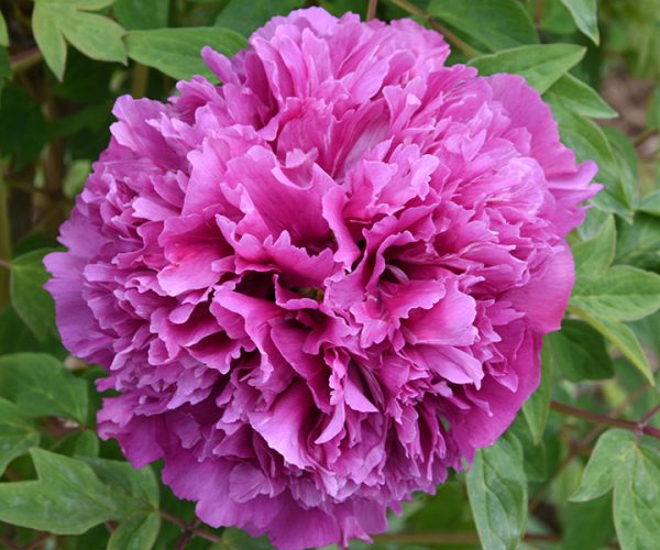Zi Lou Cang Yu Purple series, fast growing, sun-resistant, tree peony variety