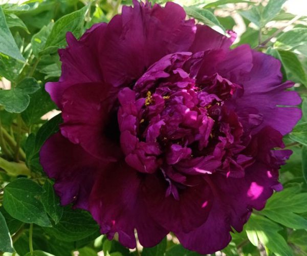 Zi Guan Yu Zhu purple paeonia rockii with bare roots