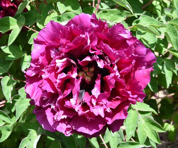 The purple lotus flower type belongs to the late-flowering tree peony variety.