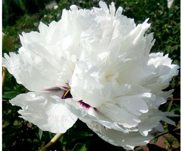 Yu Lou Cang Jiao white rockii tree peony