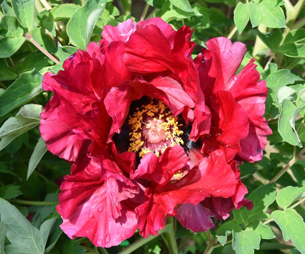 Paeonia rockii for sale